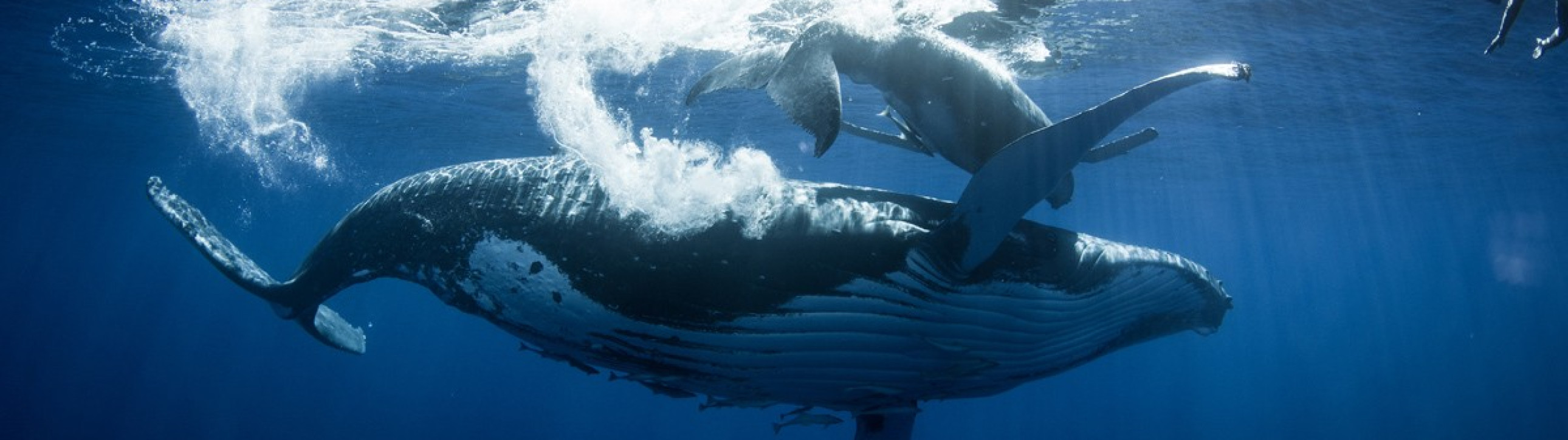 Polynesian Boat Cruise in Tonga - cover photo