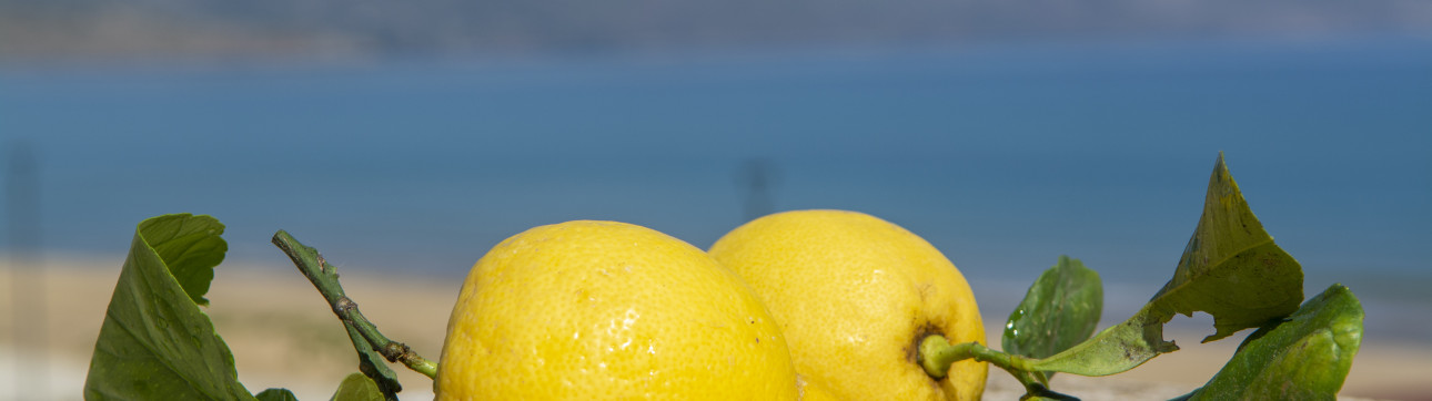 Lemon Sailing Tour in Amalfi Coast - cover photo