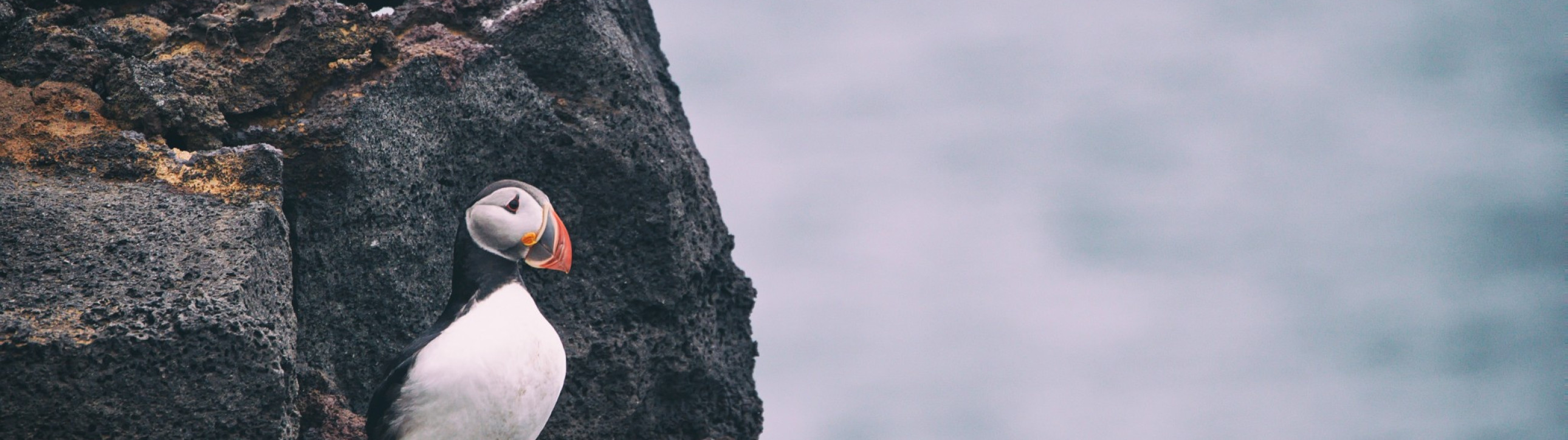 Thorlakshofn to Reykjavík Sailing Expedition - cover photo