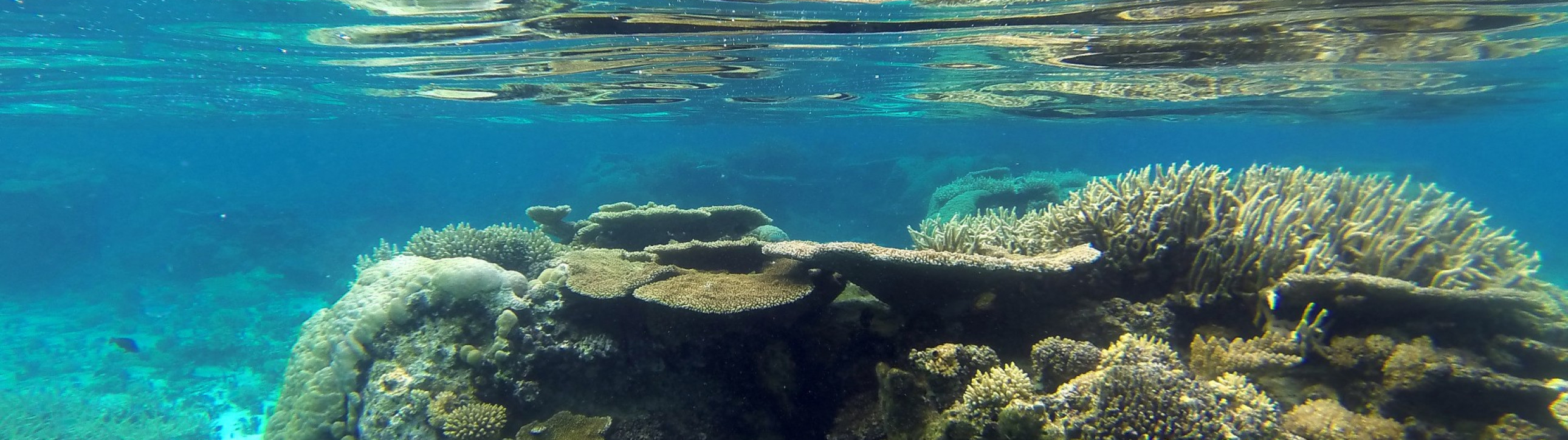 Tonga Sailing Tour - cover photo