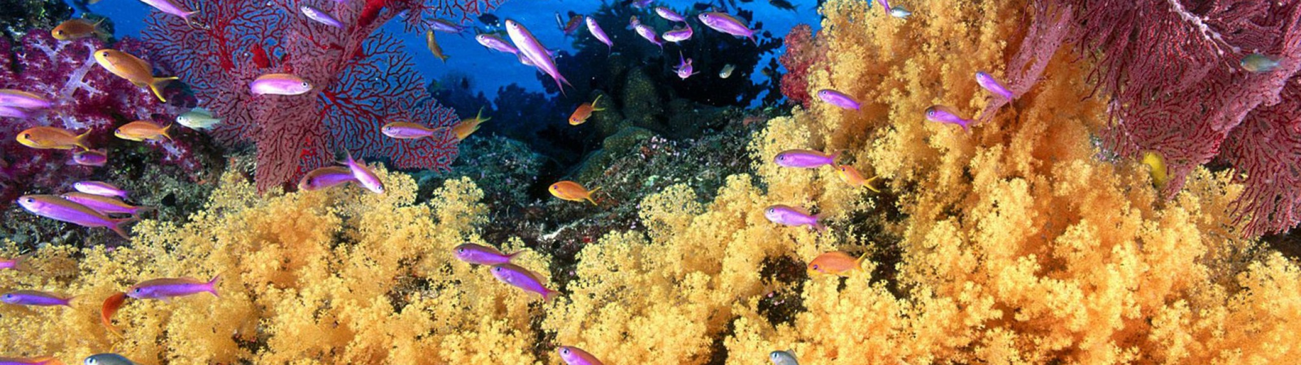 Fiji Special Island Sailing Tour - cover photo