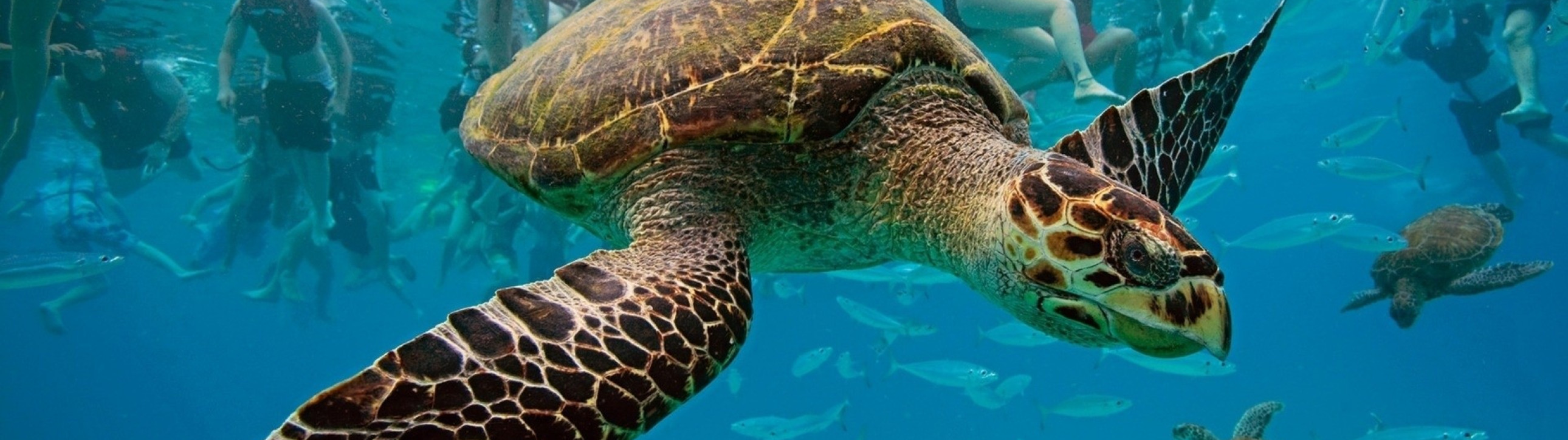 Antigua Classic Yacht Regatta - cover photo