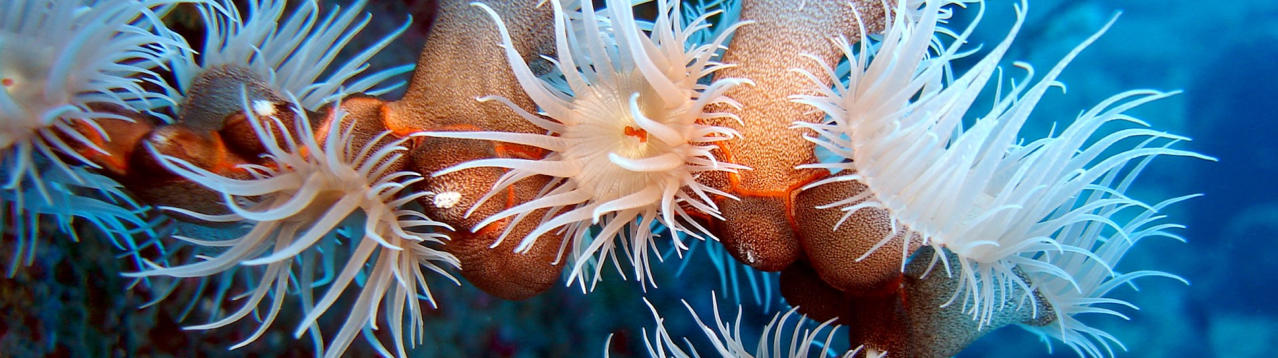 Grand Baie Catamaran Cruise - cover photo