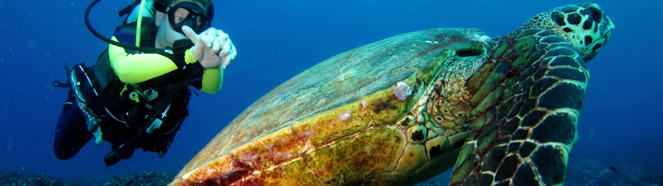 Similan and Surin Diving Cruise - cover photo