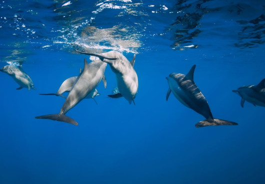 Sailing Sicily: Dolphins' Evolutions