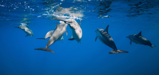 Sailing Sicily: Dolphins' Evolutions