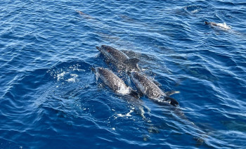 Private Day Sailing Tour Around São Miguel on a 47 ft Catamaran