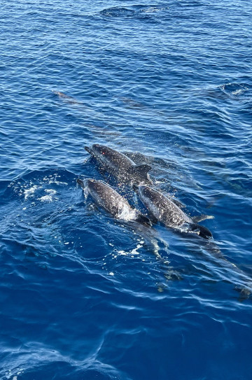 Nautitech 47 image 21