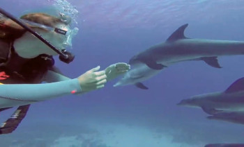 Red Sea Kitesurfing Cruise – Daily Riding from a Yacht