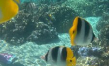 Sailing French Polynesia – Raiatea to Bora Bora Catamaran Cruise