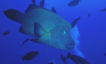 Tuamotu Atolls Sailing & Diving Itinerary – French Polynesia Liveaboard Adventure