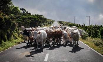 6-Day Azores Sailing Adventure | Explore Faial, Pico & São Jorge Islands