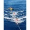 Turkish Islands Cabin Charter - covid-19 insured