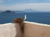 Pontine Islands & Amalfi Coast, IT cruise photo