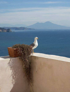 Pontine Islands Sailing Cruise From Procida